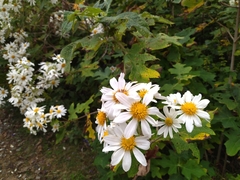 Montanoa grandiflora