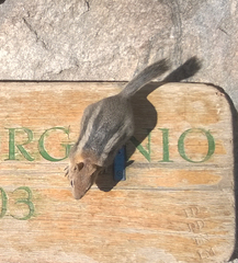 Callospermophilus lateralis bernardinus