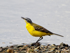 Motacilla flava flava