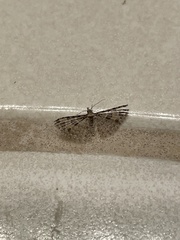 Alucita montana