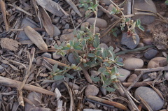 Atriplex semibaccata