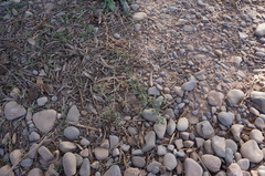 Atriplex semibaccata