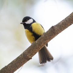 Parus major