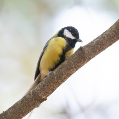 Parus major