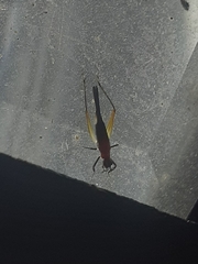 Homoeoxipha lycoides