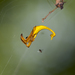 黃色曳尾蜘蛛、黑尾曳尾蛛、黃尾園蛛 - Photo (c) LiCheng Shih，保留部份權利CC BY