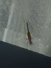 Homoeoxipha lycoides