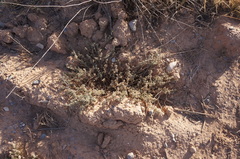 Atriplex semibaccata