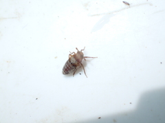 Conomelus anceps