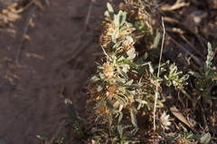 Centaurea pungens