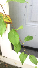 Celastrus orbiculatus