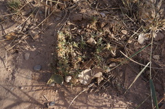 Centaurea pungens