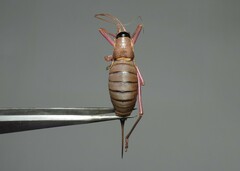 Ephippiger ephippiger