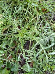 Reseda lutea
