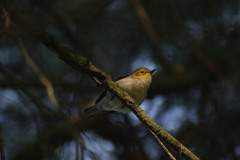 Setophaga occidentalis