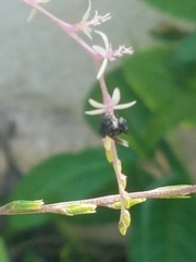 Frieseomelitta nigra