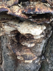 Pseudoinonotus dryadeus