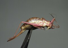 Ephippiger ephippiger