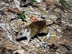 Rattus andamanensis