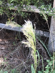 Andropogon