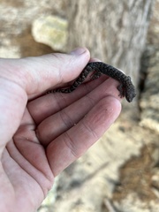 Afrogecko porphyreus