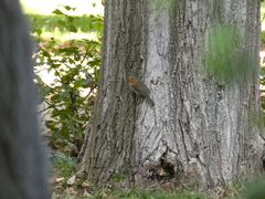 Erithacus rubecula