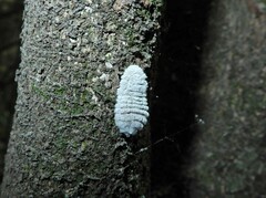 Coelostomidia