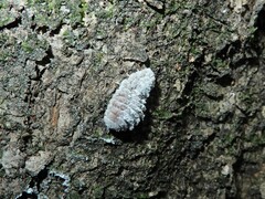 Coelostomidia