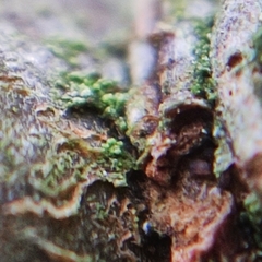 Fellhanera bouteillei