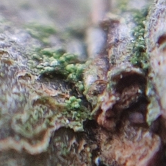 Fellhanera bouteillei