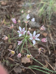 Allium rhizomatum