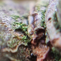 Fellhanera bouteillei