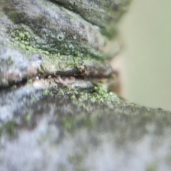 Fellhanera bouteillei