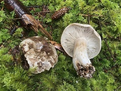 Russula densifolia