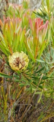 Protea scolymocephala