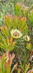 Protea scolymocephala