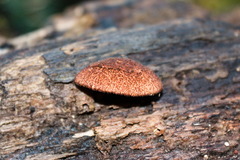 Crepidotus crocophyllus