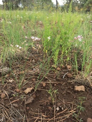 Allium rhizomatum