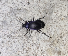 Carabus problematicus
