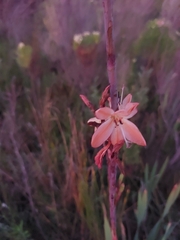 Watsonia meriana