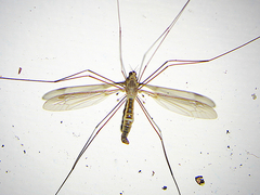 Leptotarsus