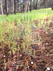 Lathyrus graminifolius