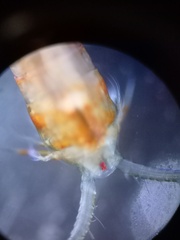 Limnocalanus sarsi