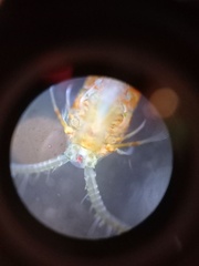 Limnocalanus sarsi