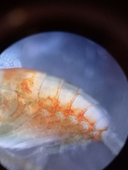 Limnocalanus sarsi