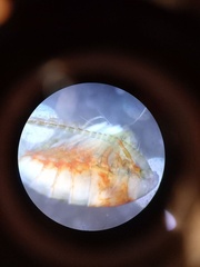 Limnocalanus sarsi