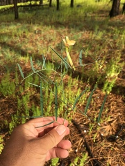 Lathyrus graminifolius