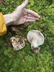 Russula densifolia