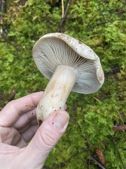 Russula densifolia
