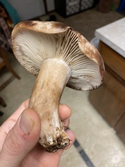 Russula densifolia